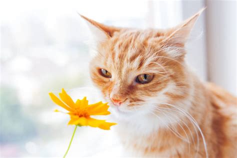 Cat Smelling Flowers Stock Photos Pictures And Royalty Free Images Istock