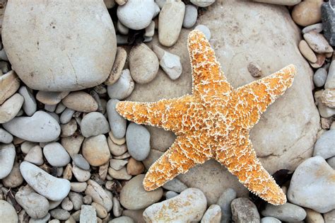 Starfish On A Beach Stock Image C Science Photo Library