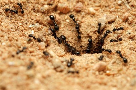 Diese befindet sich in der regel im nest. Ameisen im Garten bekämpfen - hausinfo