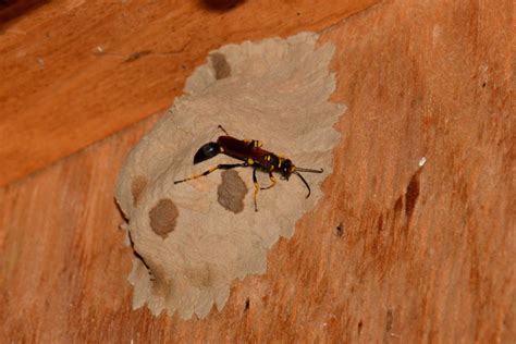 Mud Dauber Wasp Nest Part Ii Nature Posts