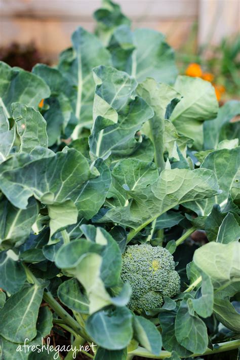How To Grow And Harvest Fresh Broccoli This Winter