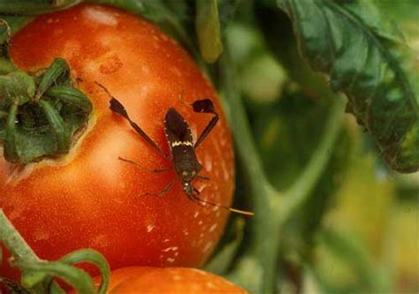 While plants are isolated, carefully examine them for signs of pests or damage on a regular basis of about once a week. Summer Garden Pests - Neil Sperry's GARDENS