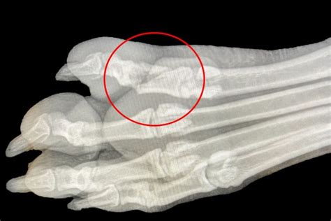 Dog Broken Toe Expert Answers From A Vet Dr Buzbys Toegrips For Dogs