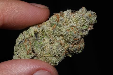 Strain Review Banana Punch By The Village Here 4 The Flavor