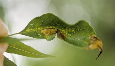 Ash Tree Diseases And Problems Hunker
