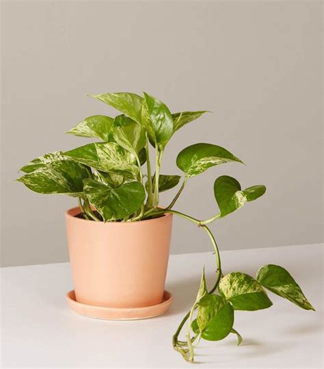 The Best Desk Plants To Breathe New Life Into Your Space