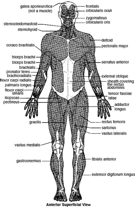 There are approximately 640 skeletal muscles within the typical human, and almost every muscle constitutes one part of a pair of identical bilateral muscles, found on both sides, resulting in approximately 320 pairs of muscles, as presented in this article. Major Skeletal Muscles