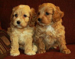 Sibling Cockapoo Puppies Curious Puppies