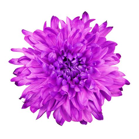 Violet Chrysanthemum Flower Stock Photo Image Of Detail Flower 69468910