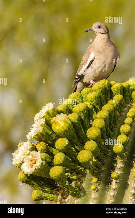 Usa Arizona Sonoran Desert White Winged Dove On Saguaro Cactus