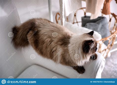 Cute Balinese Cat On Armchair At Home Stock Photo Image Of Happy