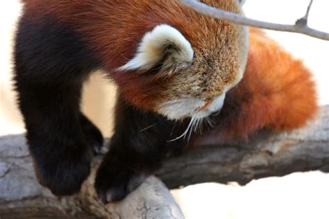 Smithsonian National Zoo Red Panda Tues 28 Feb 2012 9
