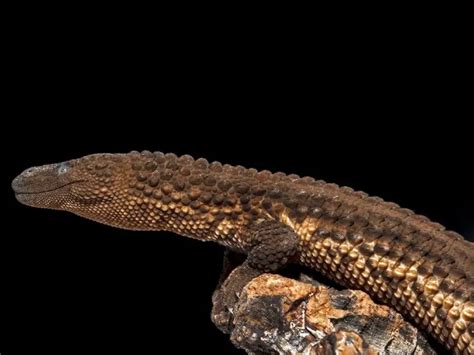 Earless Monitor Lizard The Complete Guide Everything Reptiles