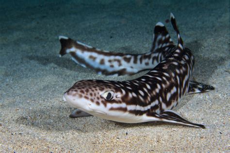 7 Ideal Sharks For The Saltwater Aquarium