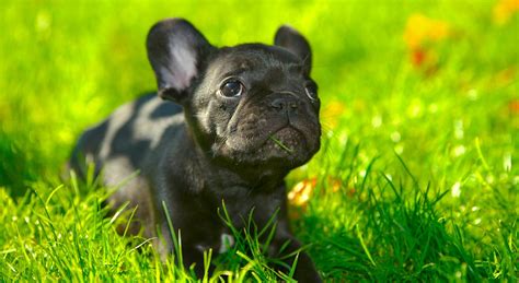 French bulldog information including pictures, training, behavior, and care of french bulldogs and dog breed mixes. 5 Things to Know About French Bulldogs - Petful