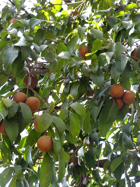 The sapodilla fruit of the not so distant past were typically round, gritty, and born on very large trees. Sapodilla Fruit Tree (manilkara zapota) - Urban Tropicals