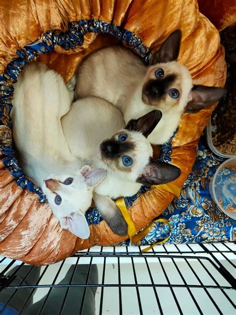 Siamhappy Cattery Siamese Cat Breeder Perth Western Australia