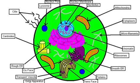 Labeled Animal Cell Clipart Best