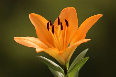 Gambar Tanaman Berbunga Bunga Bakung Daun Bunga Orange Lily