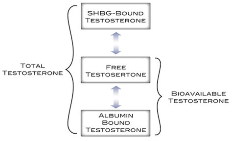 Shbg Sex Hormone Binding Globulin Rewind Anti Aging Of Miami