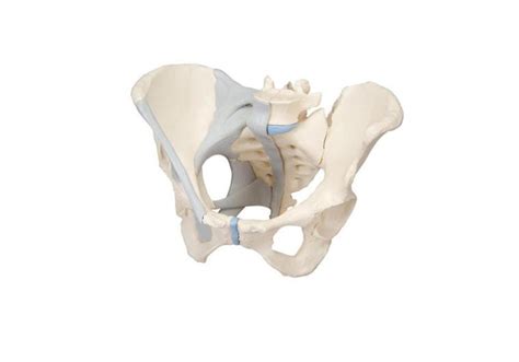 Healthlink Holdings Limited Female Pelvis With Ligaments 3 Part