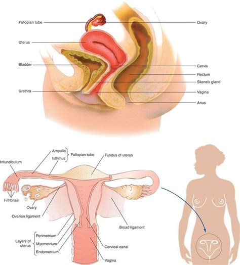 Learn about female internal organs with free interactive flashcards. internal female genitalia | Sexual Health & Education ...