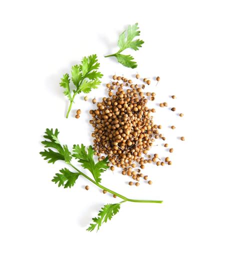 Premium Photo Coriander Leaf And Seeds Isolated On White Space