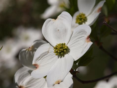 Dogwood Bloom Free Stock Photo Public Domain Pictures