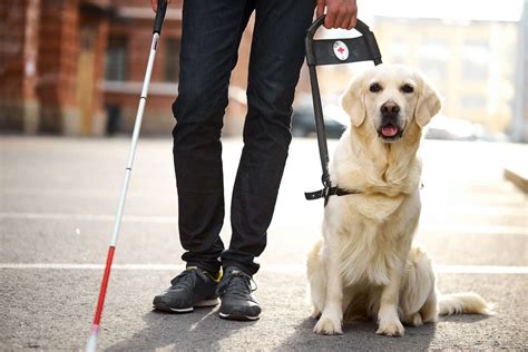 How Service And Therapy Dogs Heal Those In Need