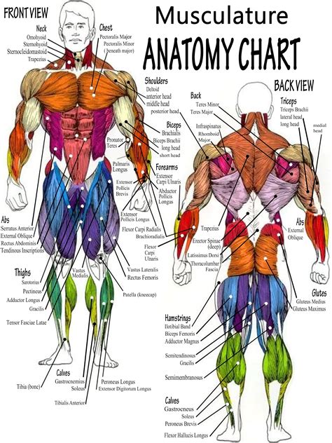 Mark Body Muscle Anatomy Chart Human Anatomy Body Poster Etsy Australia