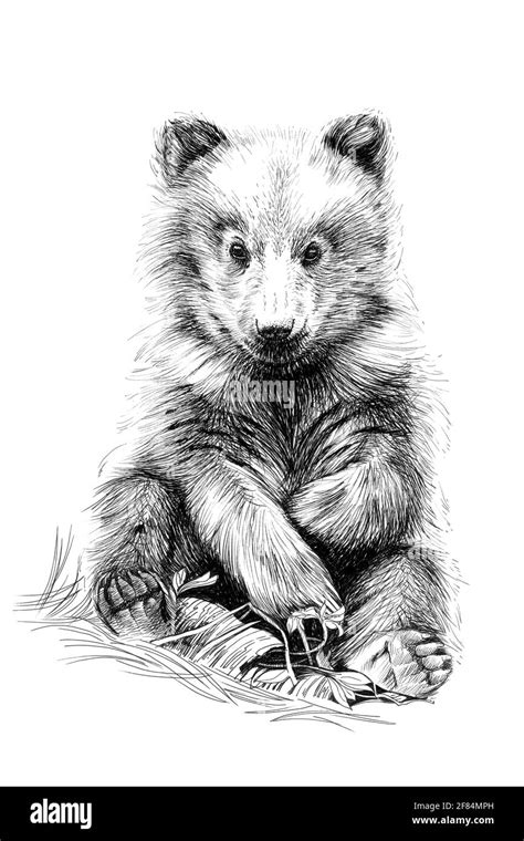 Hand Drawn Baby Bear Cub Sketch Graphics Monochrome Illustration On