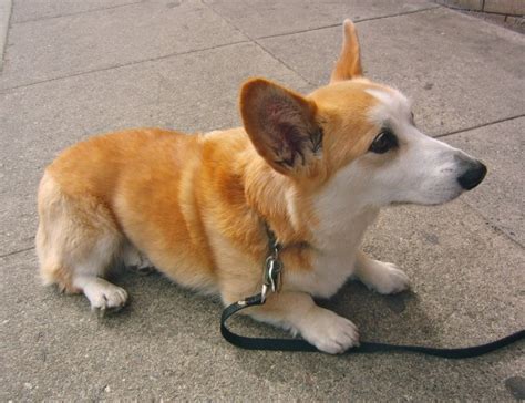 Dog Of The Day Tidus The Pembroke Welsh Corgi Again The Dogs Of San