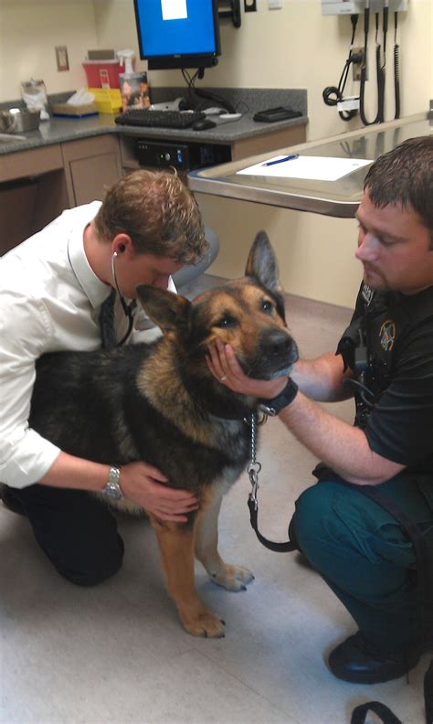 Comprehensive Canine Physical Examinations | Animal hospital, Canine