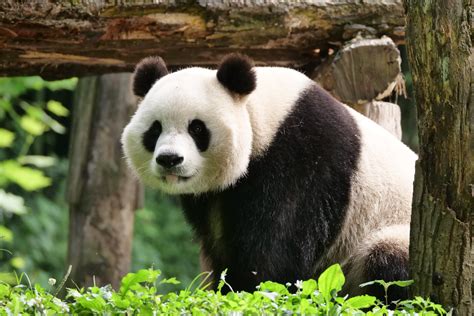 Why Save The Giant Pandas Pandas International