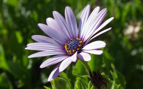 Purple Osteospermum Wallpaper Flower Wallpapers 32315