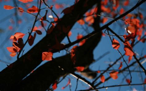 Tree With Red Leaves Autumn Mac Wallpaper Download Allmacwallpaper