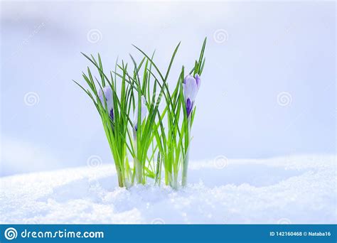 Beautiful Fresh Tender Flowers Blue Crocuses Climbed Out In The Spring In The Garden From Under