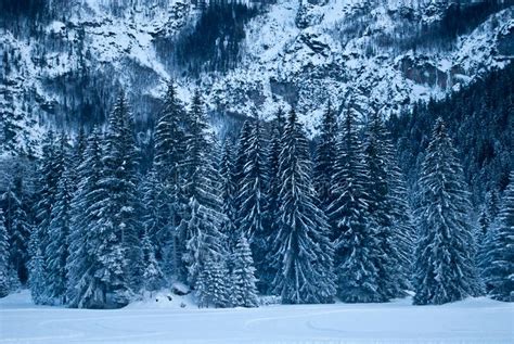 The Frozen Forest From The Cold Night Stock Photo Image Of Cold Alpi