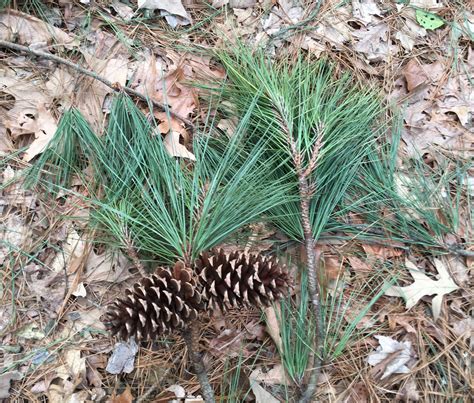 Maryland Biodiversity Project Loblolly Pine Pinus Taeda
