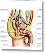Male Sexual Response Photograph By Asklepios Medical Atlas