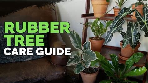 Maybe you would like to learn more about one of these? How to Care for The Rubber Tree Plant (Ficus elastica) in ...