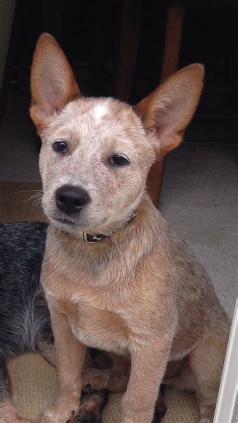 1000 Images About Acd Bluered Heeler Aussy Shepards And Catahoulas