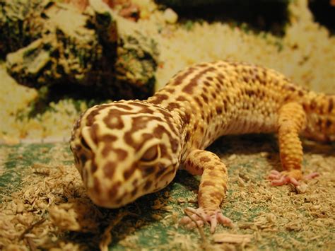 Radar bell albino leopard gecko. SE England Male albino bell leopard gecko - Reptile Forums