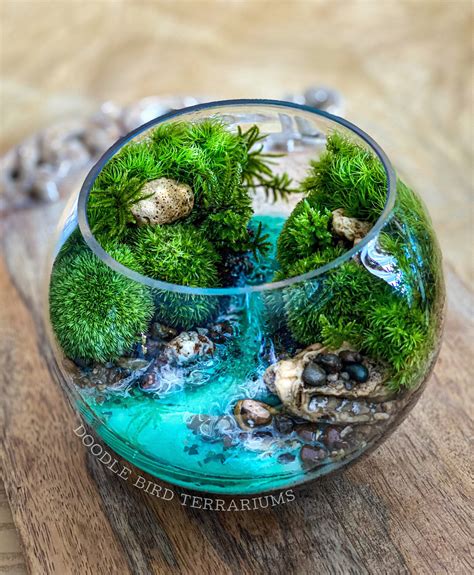 inspired by the natural springs and mangroves of florida this terrarium is planted with live