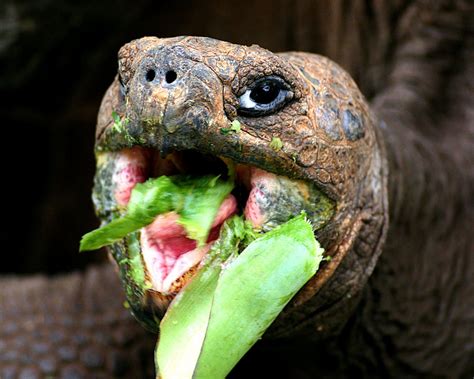 Conheça o incrível universo dos jogos de tabuleiro que promovem diversão, educação e entretenimento para todos os tipos de jogadores! Galapagos-Riesenschildkröte Foto & Bild | tiere, wildlife ...