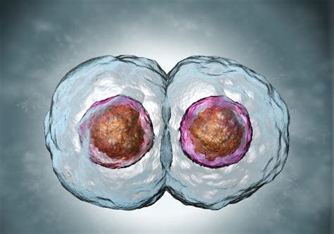 Types Of Cell Division Biology Wise