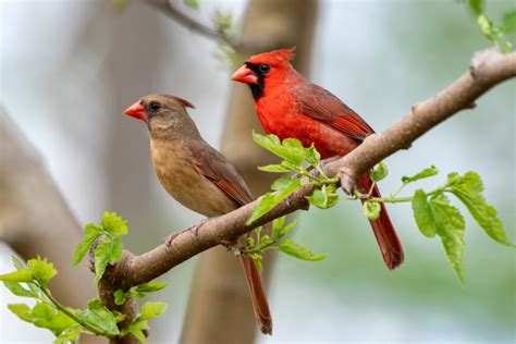 Do Cardinals Mate For Life What You Need To Know Optics Mag