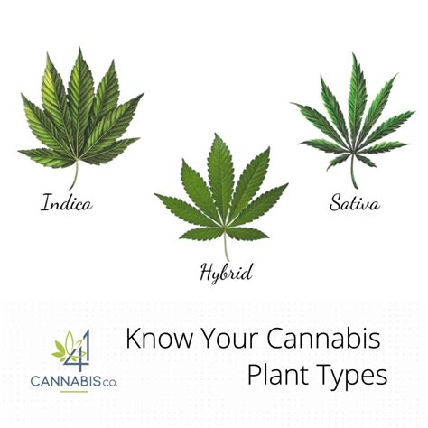 Know Your Cannabis Plant Types 41 Cannabis Co