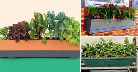 This undated image shows a window box in richmond, va. Best Window Box Vegetables | How To Make a Window Box ...