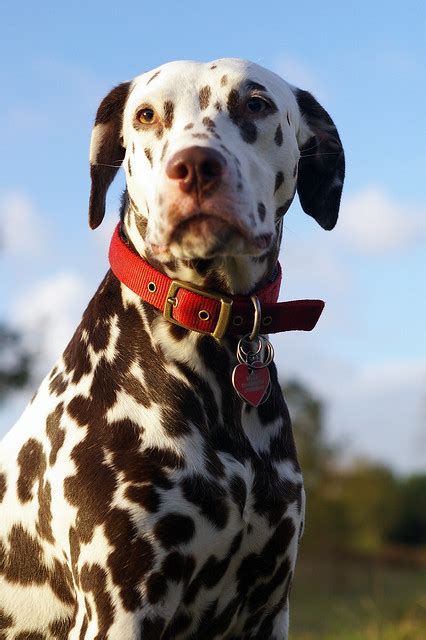 Beautiful Belle Our Liver Spotted Dalmatian Flickr Photo Sharing